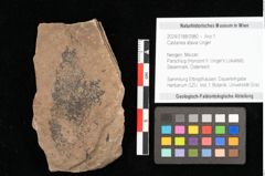 Foto (Objekt + Etikett) von Castanea atavia Unger (NHMW-GEO-2024-0188-0980)